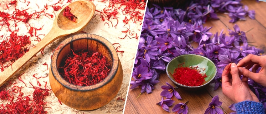 De ce este sofranul unul dintre cele mai scumpe condimente?